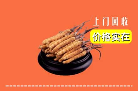 遵义市汇川回收冬虫夏草